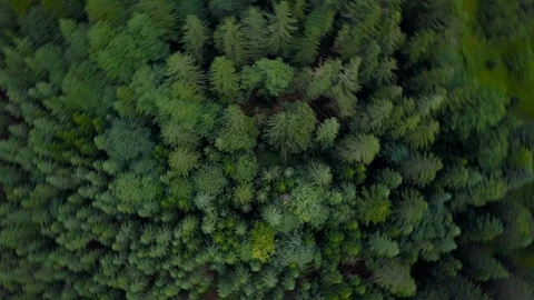 4K aerial of flying over a beautiful green forest in a rural landscape mountain Stock Footage 119228317