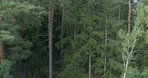 4K aerial of flying over a forest Stock Footage 99745616