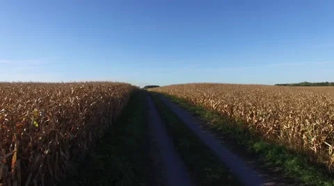 4k aerial flying over path of corn fields Stock Footage 55605954
