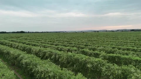 4K Aerial: Flying over super-intensive olive grove rows, Spain. Stock Footage 333610942