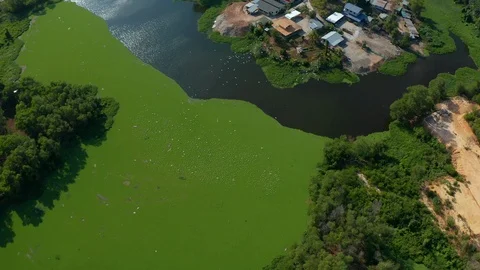 4K aerial footage of Algae blooms water green surface Stock Footage