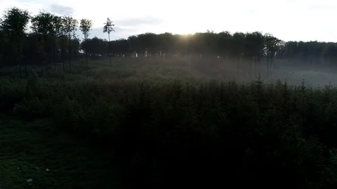 4K Aerial footage of forest at sunset Video stock 89946412