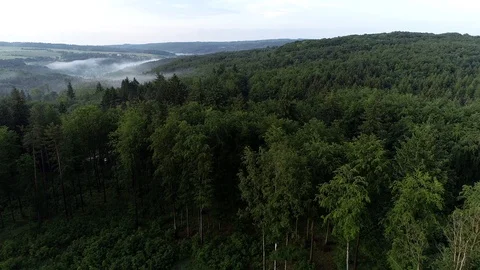 4K Aerial footage of forest at sunset Video stock 89946943