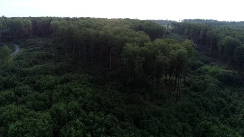 4K Aerial footage of forest at sunset Video stock 89946973