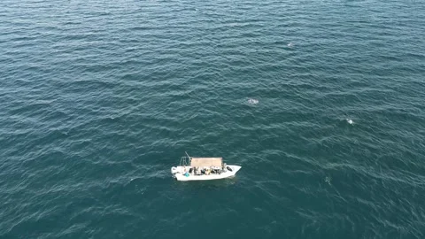 4k aerial footage of Munk's Devil Rays aka Mobula Rays (Mobula munkiana) jumping 스톡 동영상 280853986