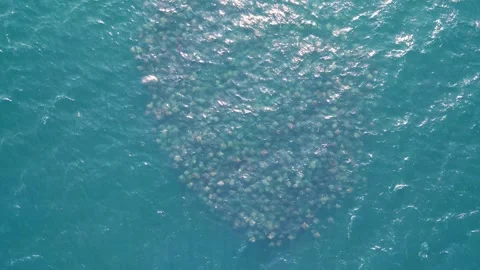 4k aerial footage of Munk's Devil Rays aka Mobula Rays (Mobula munkiana) jumping 스톡 동영상 280854147