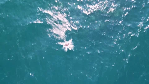 4k aerial footage of Munk's Devil Rays aka Mobula Rays (Mobula munkiana) jumping 스톡 동영상 281364328