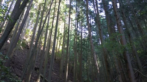 4K Aerial in Forest with High Trees by Drone Stock Footage 257790794