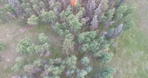 4K Aerial - Forest Looking Down Golden Hour Stock Footage 55145667