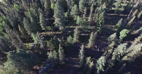 4K Aerial - Forest Looking down Reveal open Stock Footage 55194934
