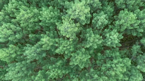 4k Aerial Forrest Stock Footage 68847420