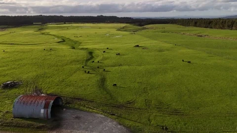 4K Aerial Free-Range Cows Grazing Near a Barn at Sunset, NZ Stock Footage 339980959