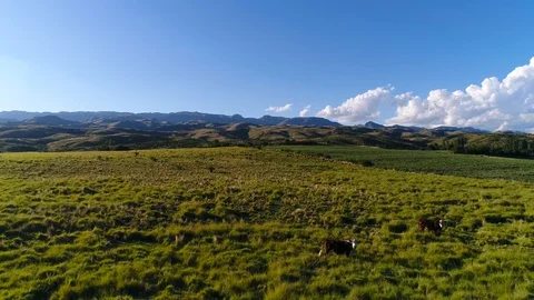 4K, Aerial. Herd of cows grazing in a meadow in northern Spain in a sunny day Stock Footage 106928777
