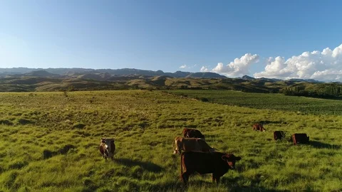 4K, Aerial. Herd of cows grazing in a meadow in northern Spain in a sunny day Stock Footage 106928849