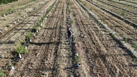 4K Aerial high angle static view of worker trimming grass in young olive grove Stock Footage 336013465