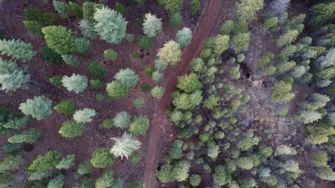 4K Aerial High Angle View of Green Treetops and Hiking Trail Stockbeeldmateriaal 129478211