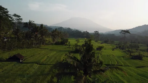 4K Aerial low angle drone flight over rice fields at sunrise in Bali, Indonesia Stockbeeldmateriaal 277248074
