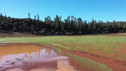 4K Aerial Low Perspective of Red Mud Pond and Cedar Forest Boundary Stock Footage 333834368