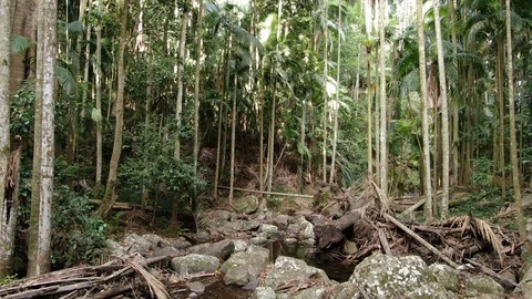4K Aerial Moving Through a Rainforest Stockbeeldmateriaal 103445166