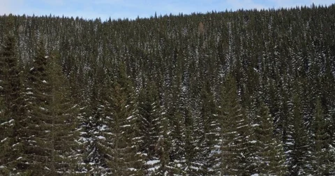 4k Aerial Of Never-ending PIne Tree Forrest On Winter Day Stock Footage 71039719