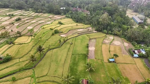 4k Aerial orbit shot of large scale Rice Terrace and village Stock Footage 294956953