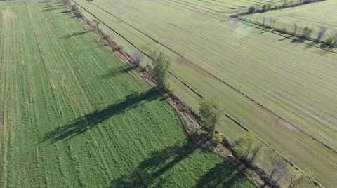 4k aerial over contrasting fields separated by tree line and tractor working Stock Footage 55602325