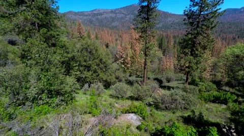 4k aerial over dying Sierra National Forest due to climate change Stock Footage