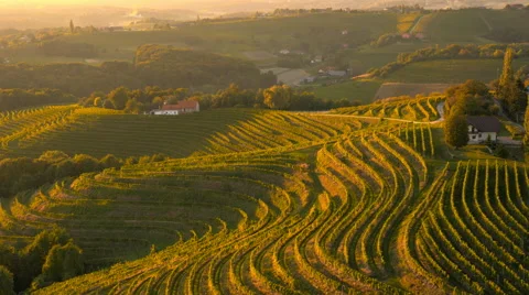 4K Aerial: Over Vineyard Hills at Sunset Stock Footage
