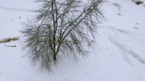  4K Aerial.  Up over winter tree over frozen lake  Stockbeeldmateriaal 70768304