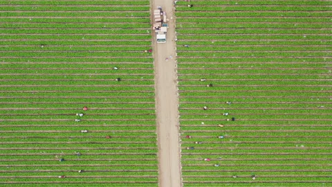 4K aerial overhead view of people working on a green field at summer, California Vídeos de archivo 135190812