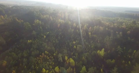 4k aerial panoramic view of dense green forest with local road above rising sun  Stock Footage 96207233