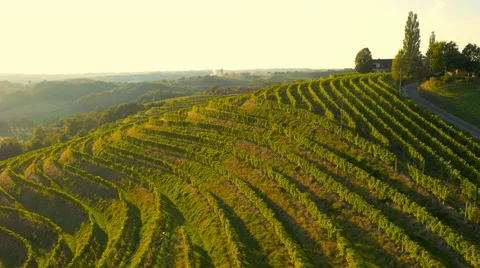 4K Aerial: Panoramic View over Grapevine Lines on Hills Vidéo 56503529