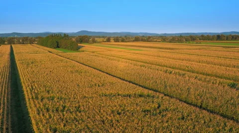 4K Aerial: Passing along Corn Landscape Vidéo 55452052