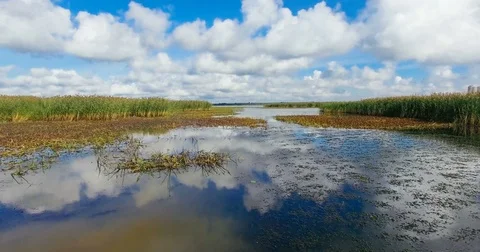4k aerial of the reflective surface of the water with plants and reeds. Stock Footage 82809330