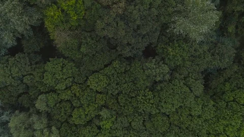 4k aerial rotating top view shot of forest with green trees. Textured background Stock Footage 116182865