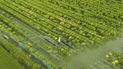 Flower Decc Stock Videos – Royalty-Free HD &amp; 4K Videos
