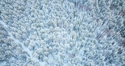 4K Aerial shot. Flight above frozen snowy spruce forest. North Winter landscape Stock Footage 101981833