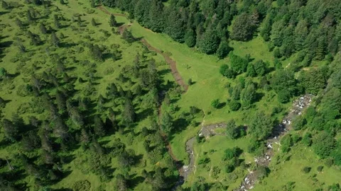 4K aerial shot of a forest Stock Footage 207782391