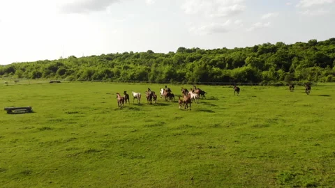 4K Аerial Shot of Galloping Horses. Video stock 132798053