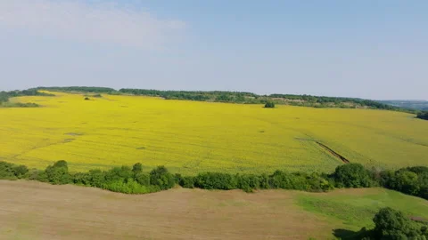 4K aerial shot of sunflower fields in Bulgaria. Stock Footage 217544941