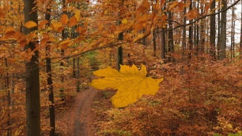 4K aerial side view maple leaf falling down in autumn forest Stock Footage 98022746