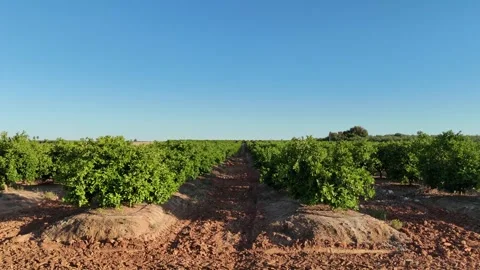 4K Aerial side view tracking across rows of vibrant orange trees in Spain Stock Footage 336013509