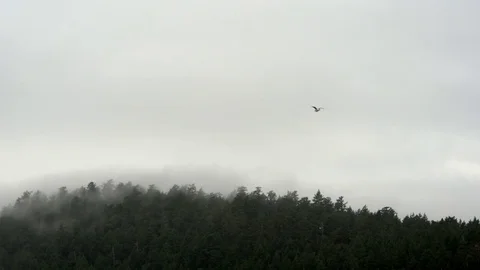 4K Aerial Slow Motion Bird Flies Over Misty Forest Landscape, Nature Grey Sky Stock Footage 80344209