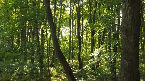 4K  Aerial.  Smooth fly up inside wood. Trees with leaves,sunlight Vidéo 91058475