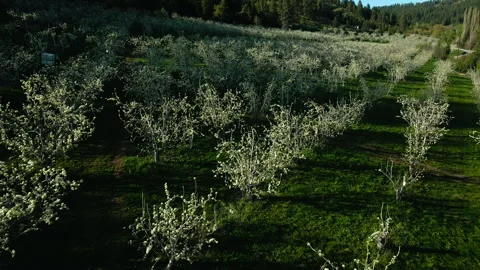 4K Aerial: Spring Bloom In Fruit Orchard Late light Stock Footage 240354091