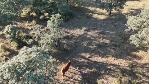 4K Aerial static view of a cow walking on a dirt path in the dehesa pasture Stock Footage 336020422