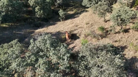 4K Aerial static view panning to follow a retinta cow walking into shade Stock Footage 336019967