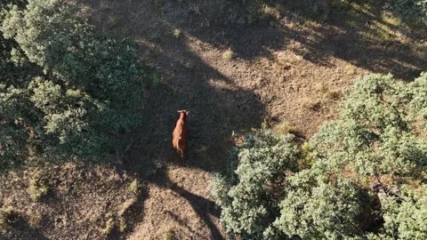 4K Aerial static view of a retinta cow walking through oak tree shadows Stock Footage 336017768