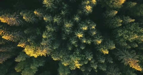 4K aerial summer video of pristine green forest Stock Footage 155383152