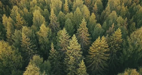 4K aerial summer video of pristine green forest Stock Footage 155383153